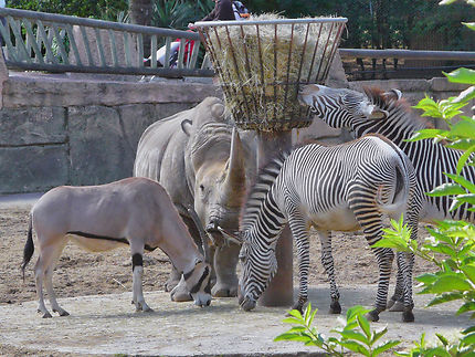 Gazelle, zèbre et rhinocéros au zoo de la Palmyre