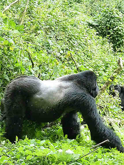 Gorille mâle dominant - silverback