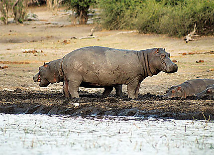 Hippo à deux têtes