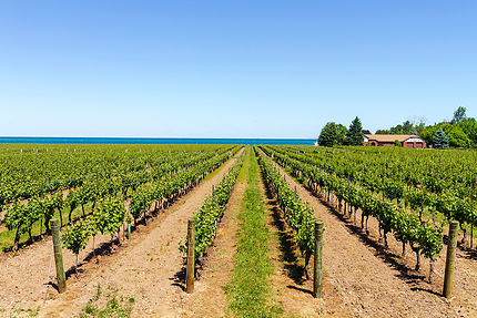 Niagara, des vins made in Canada