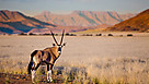 Namibie : rencontres avec les animaux du d&eacute;sert du Namib