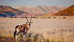 Namibie : rencontres avec les animaux du d&eacute;sert du Namib