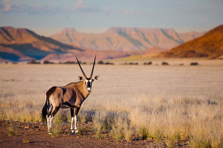 Namibie : rencontres avec les animaux du désert du Namib