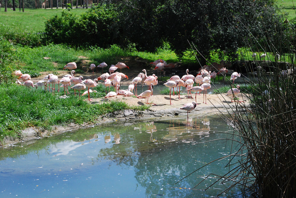 Flamants roses