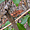 Furcifer pardalis caméléon panthère femelle