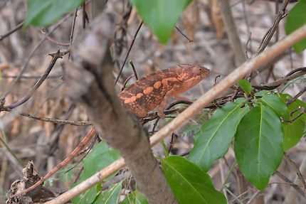 Furcifer pardalis caméléon panthère femelle