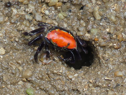 Crabe sur la plage de Rawai