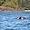 Jeune baleine de Californie à Tofino