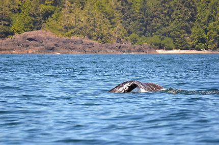 Jeune baleine de Californie à Tofino