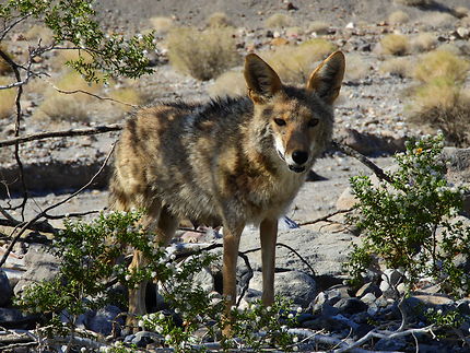 Coyote dans la Vallée de la Mort