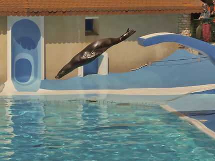 Plongeon d'une otarie au zoo de la Palmyre