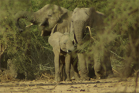 Eléphants de Gourma Eléphants de Gourma