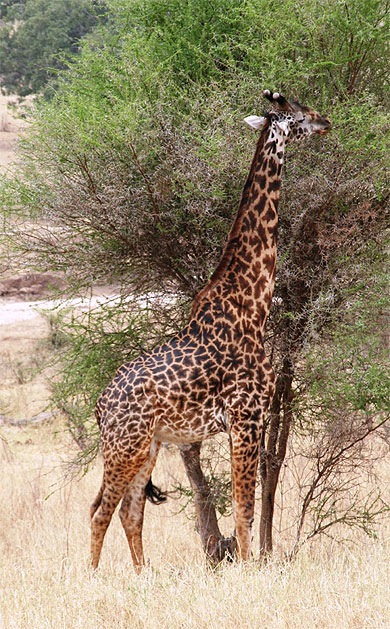 Girafe : Girafes : Animaux : Animaux : Parc national de …