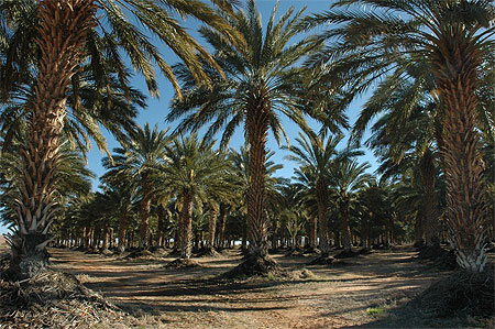 Palmeraie de Klein Pella Palmeraie de Klein Pella