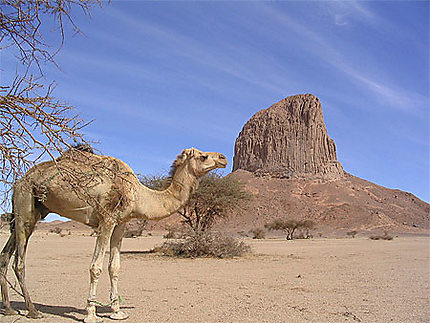 Jeune chameau