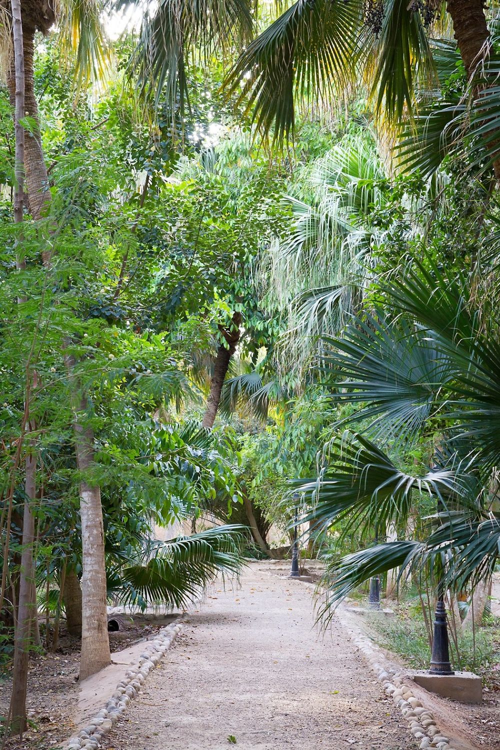 Biskra - Jardin Landon - Végétation luxuriante !