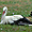 Cigognes au parc des oiseaux de Upie