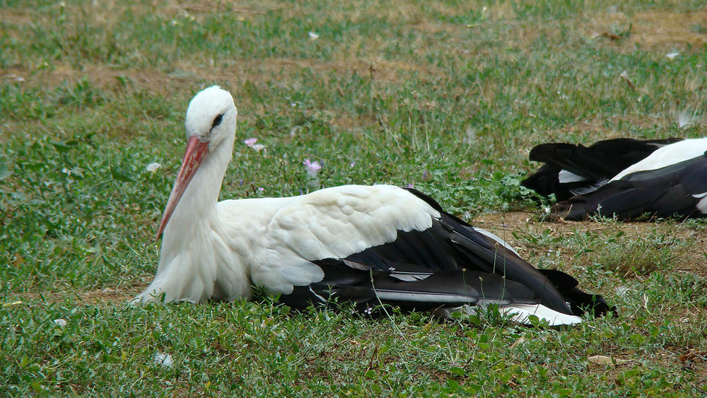 Cigognes au parc des oiseaux de Upie