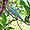 Furcifer pardalis caméléon panthère male