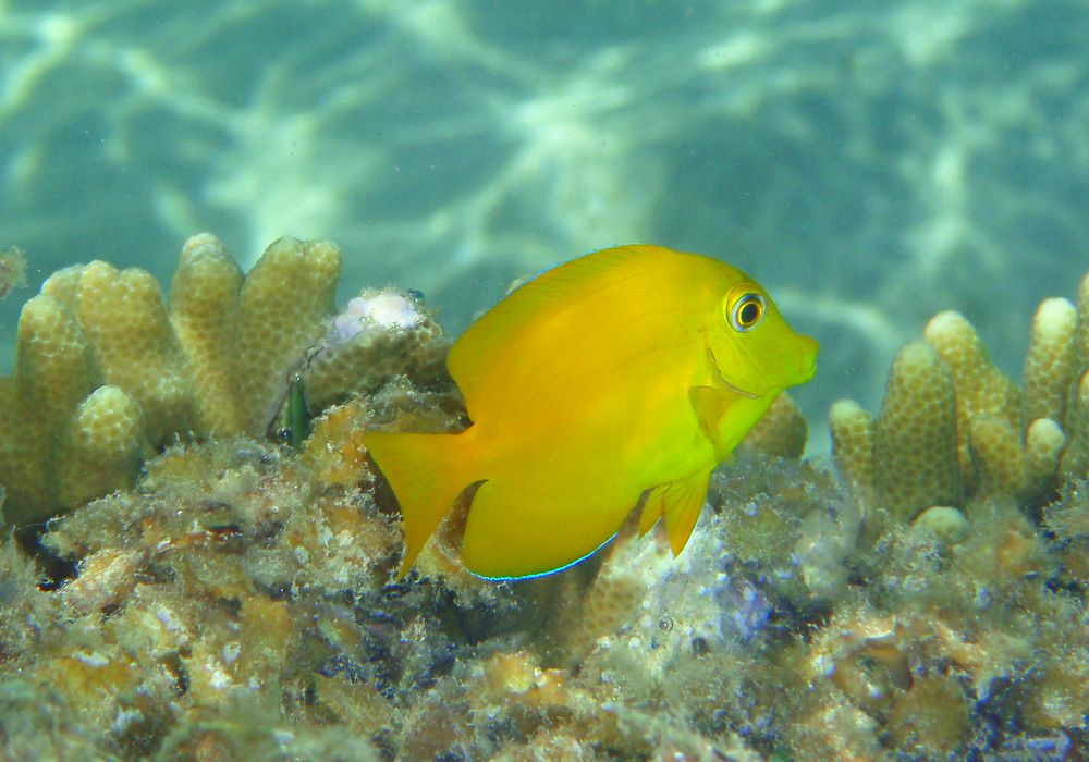 Poisson jaune qui rit