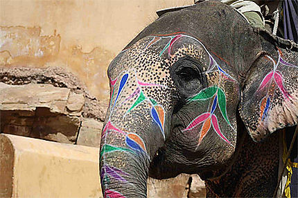 Portrait d'éléphant