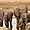Eléphant dans le parc de Tarangire
