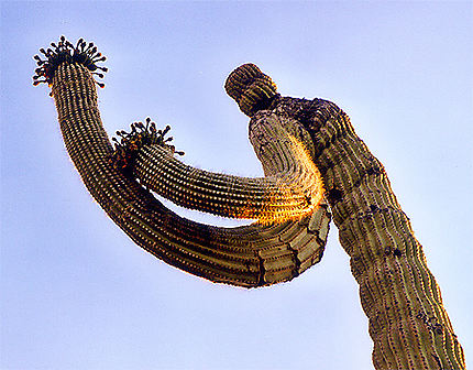 Cactus boxeur