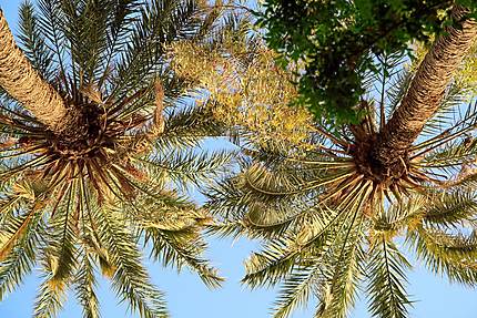 Biskra - Jardin Landon - Sous les palmiers