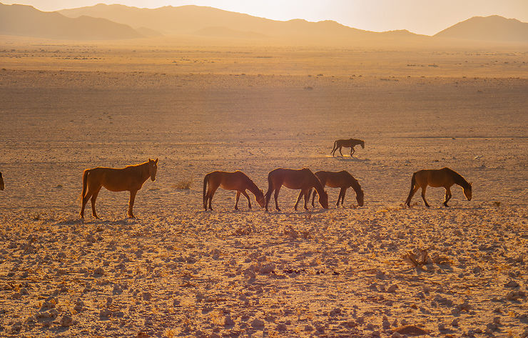 Les autres animaux du désert du Namib