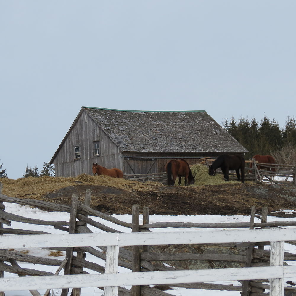 Beau paysage à St-Michel de Bellechasse