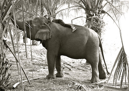 Pause tendresse entre mahout et son éléphant