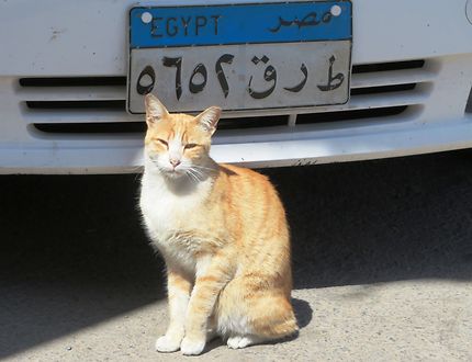 Le chat d'Hurghada