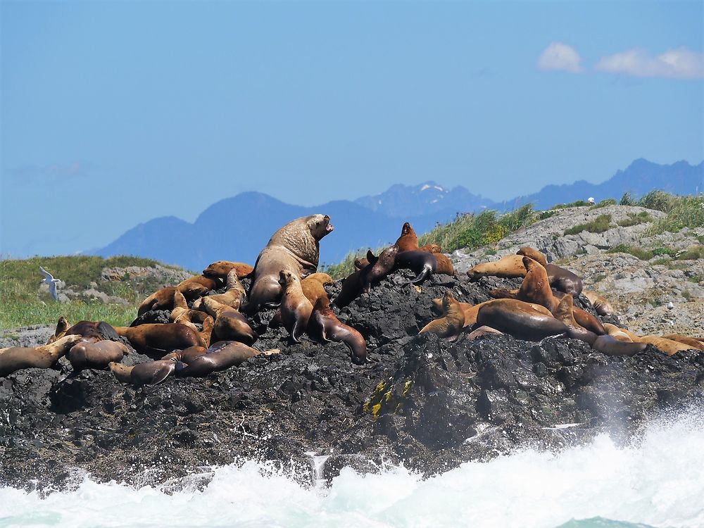 Lions de mer sur l'île de Vancouver