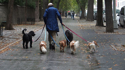 Le promeneur de chiens à New-York