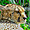 Magnifique guépard au zoo de la Palmyre 