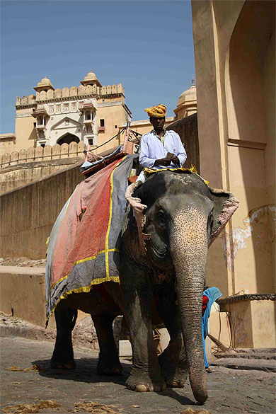 Eléphant d'Inde Eléphant d'Inde