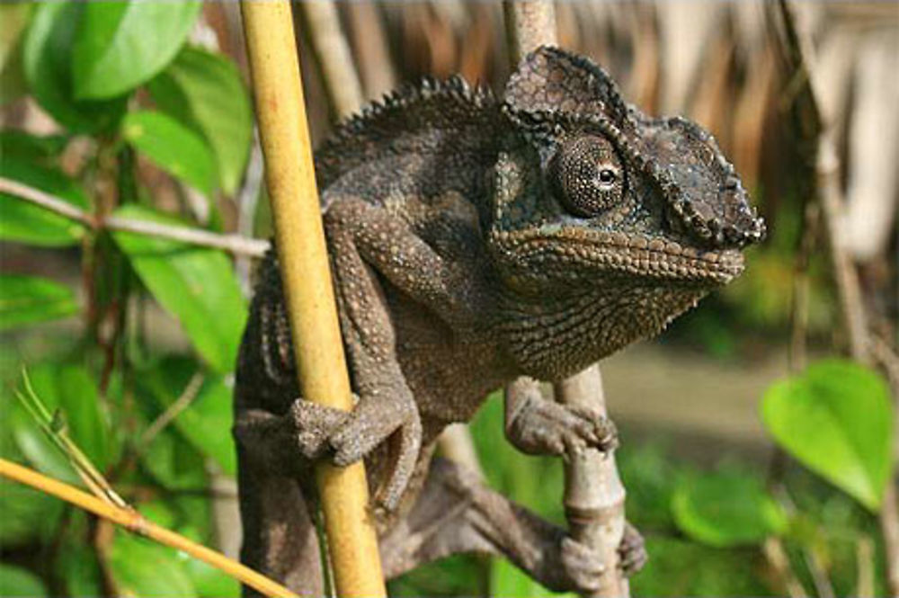 Caméléon de madagascar