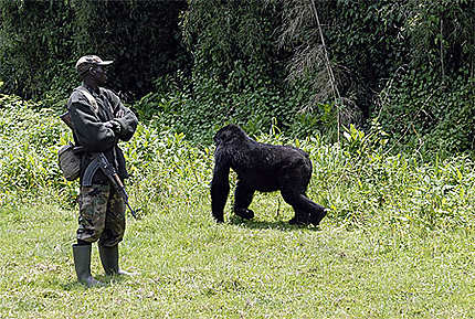 Gorilles sous bonne garde