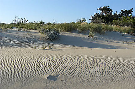Dune au Cap Ferret