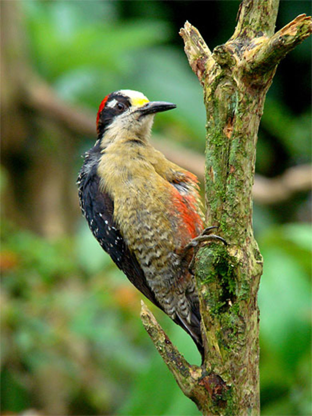 Bird in La Paz