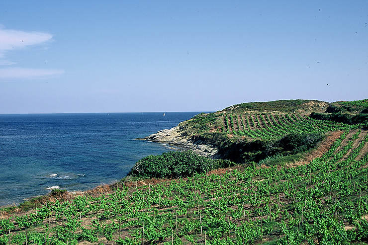 Le tour des vignes de Corse