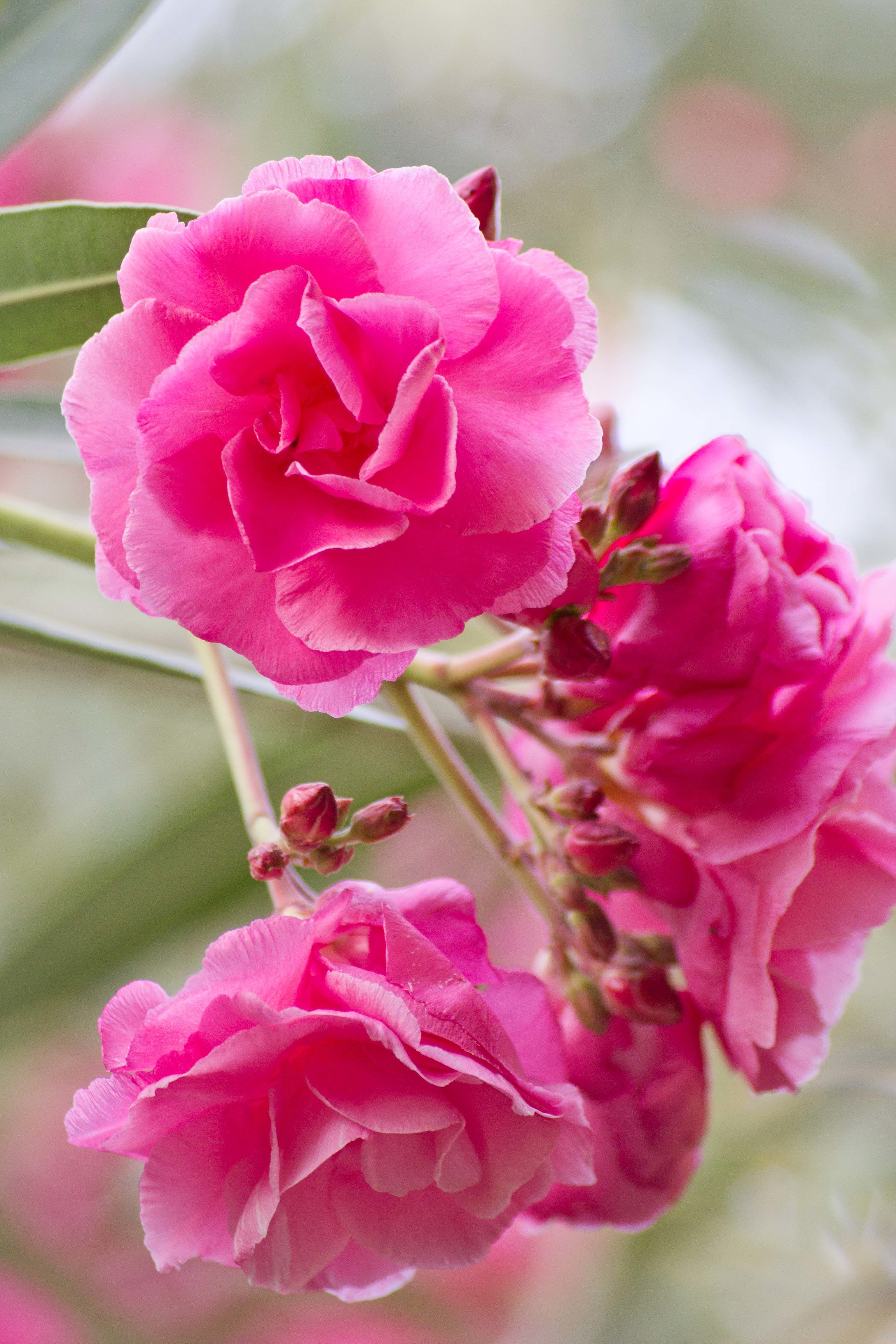 Biskra - Jardin Landon - Fleurs de laurier rose