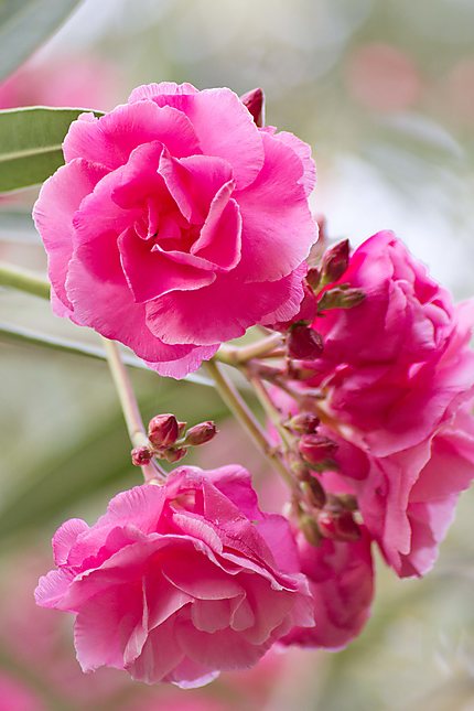 Biskra - Jardin Landon - Fleurs de laurier rose