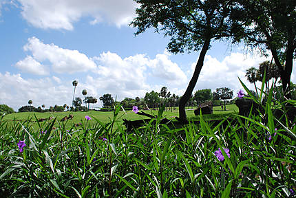 Serengeti à Busch Gardens