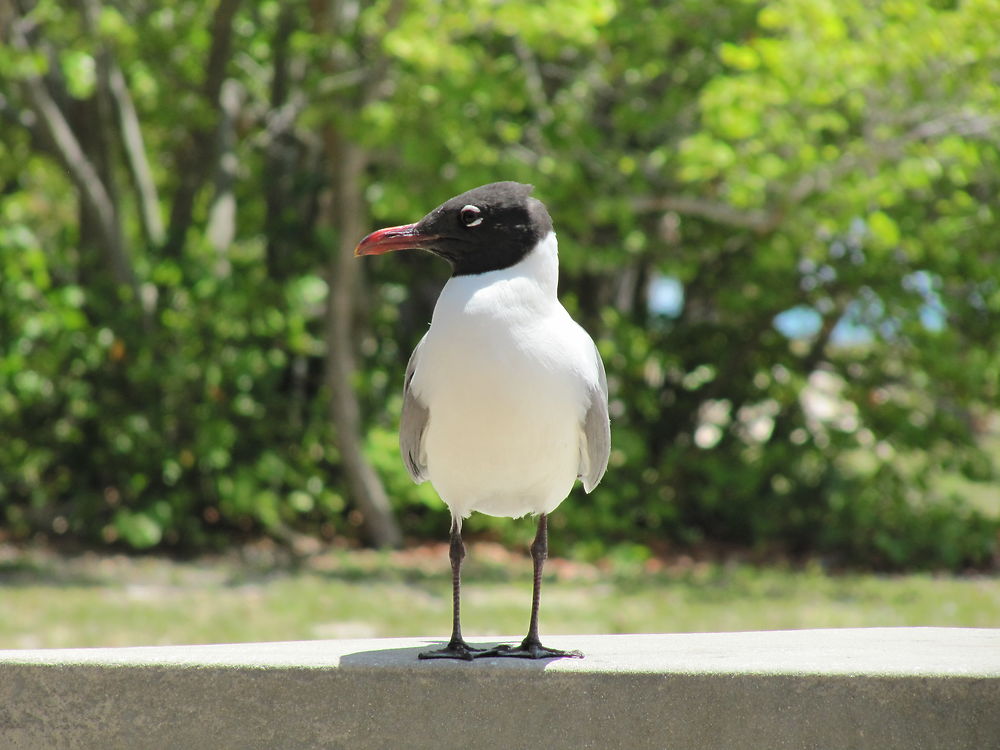 Oiseau - Poste d'observation