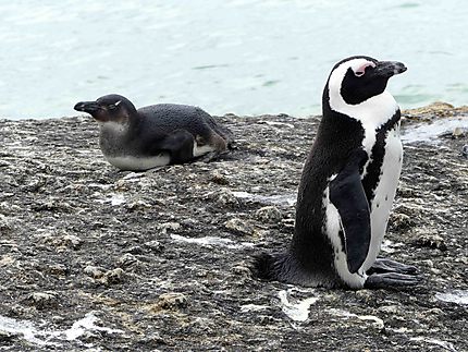 Pingouins - Près de Boulders Beach