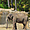Un éléphant au zoo de la Palmyre