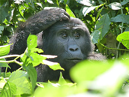 Gorille - de quoi se creuser la tête