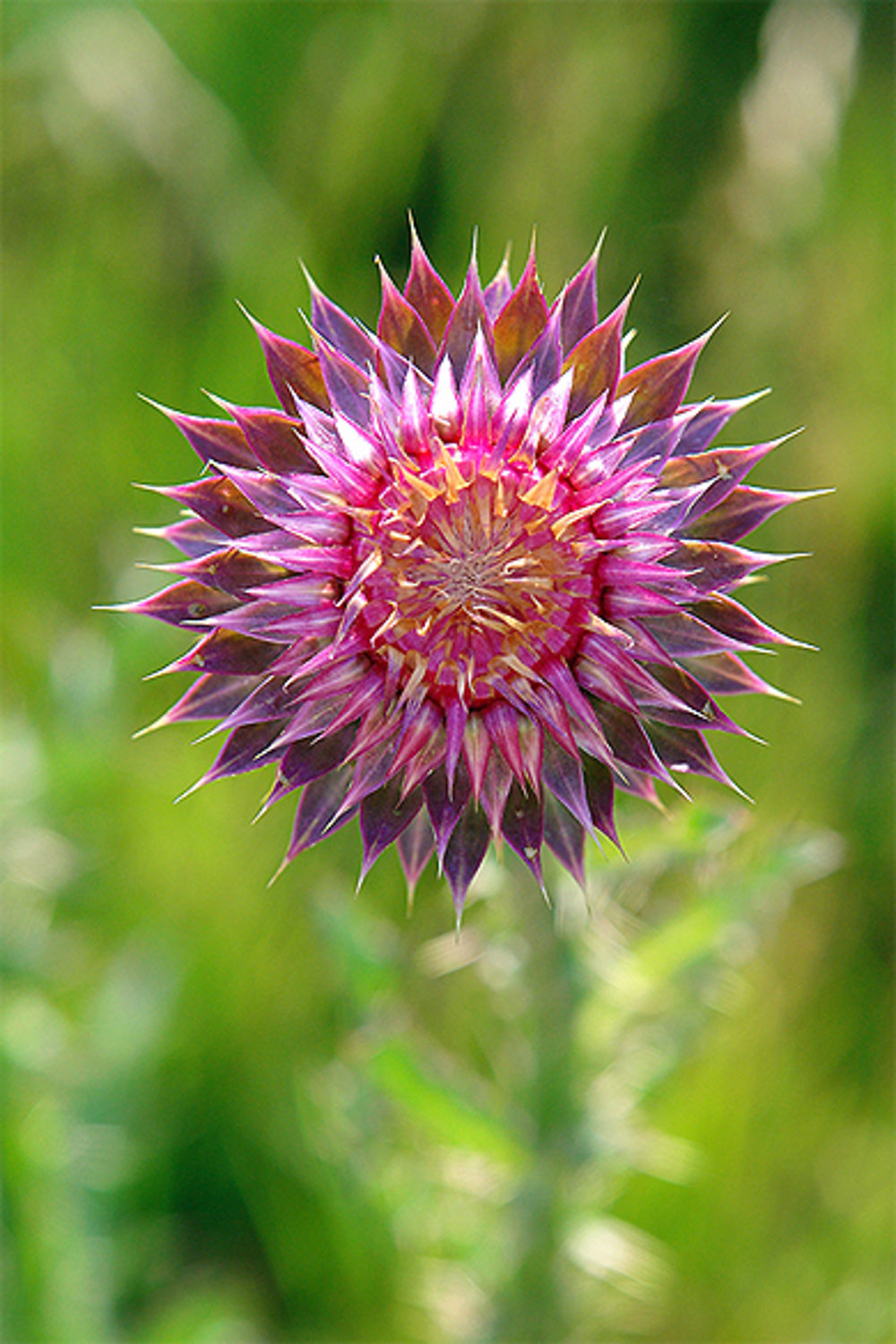 Fleur de chardon du Colorado