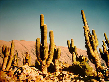 Cactus dans les Andes